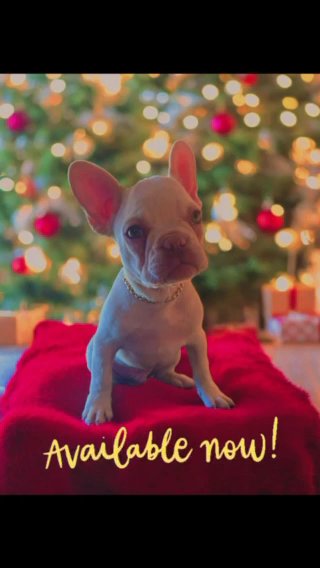 Cream male french bulldog in Chicago, Illinois