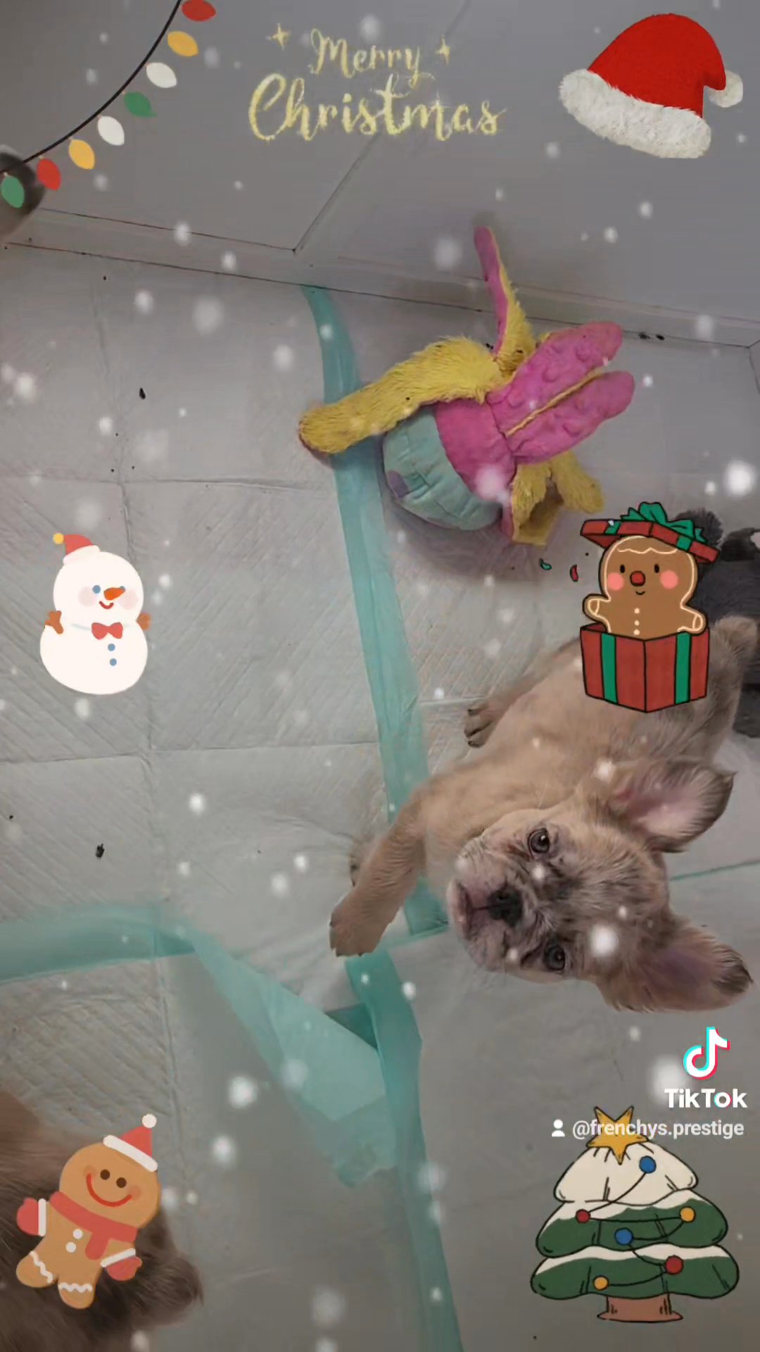 French Bulldog FLUFFYS in Passaic, New Jersey