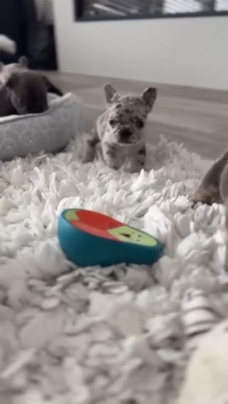 **** SOLD**** Ghost X Gigi Litter in Houston, Texas