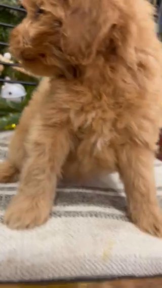 Cruz F1bb Goldendoodle in Corinth, Mississippi