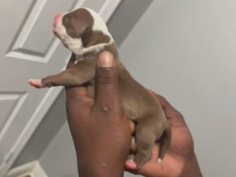 Pitbull Puppies in Baltimore, Maryland