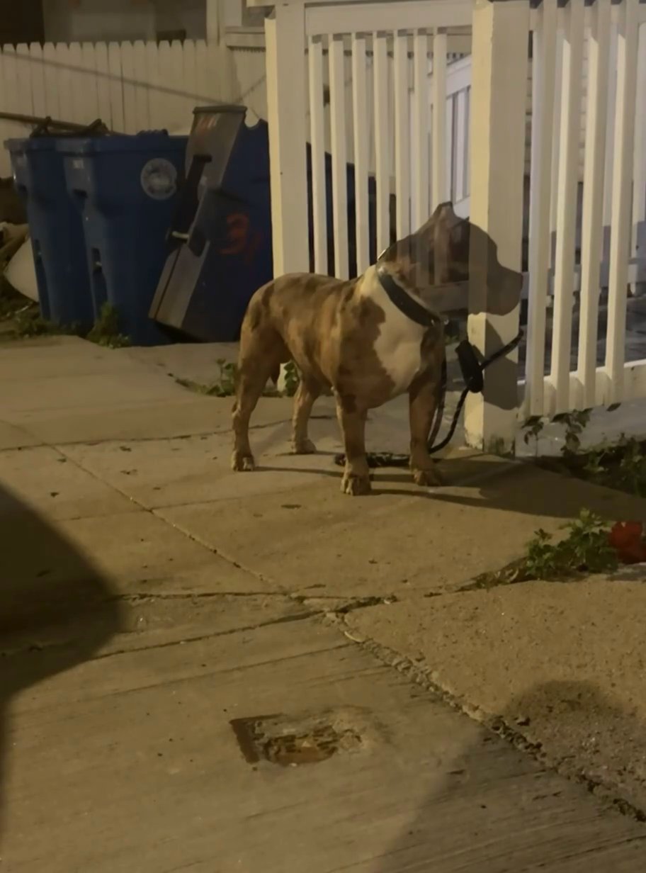1yo Pocket Male Bully in Waterbury, Connecticut