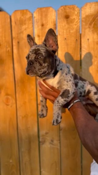 Male Merle Frenchie in Plano, Texas