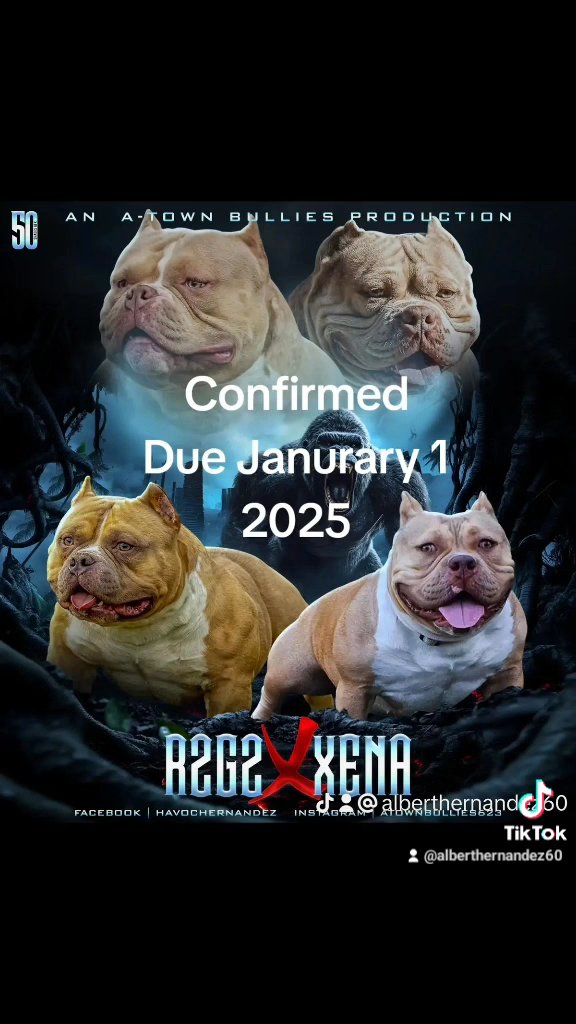 American Bully in Avondale, Arizona