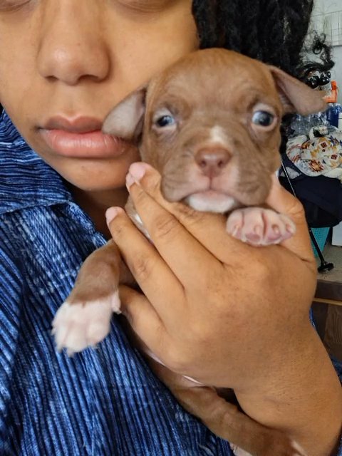 DBBK Louie in Jacksonville, Florida