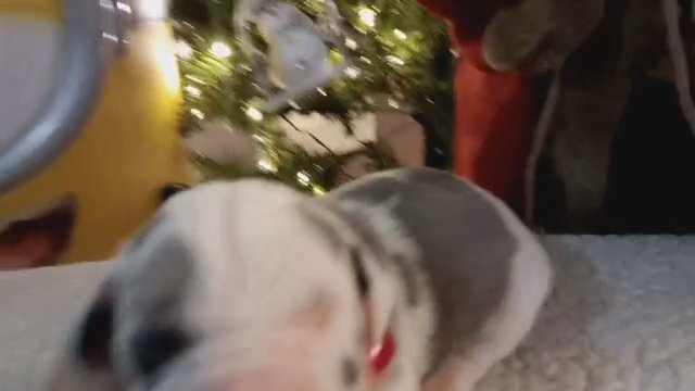 Promise to Shine " Tinsel" in Jeffersonville, Indiana