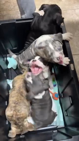 Pocket American Bullies in Houston, Texas