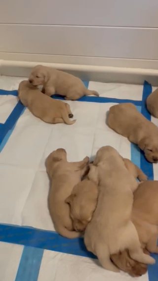 Golden Retriever Puppies for Sale in Miramar, Florida