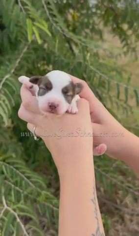 AKC LIVER PEPPER PARTI MINIATURE SCHNAUZER in Sebring, Florida