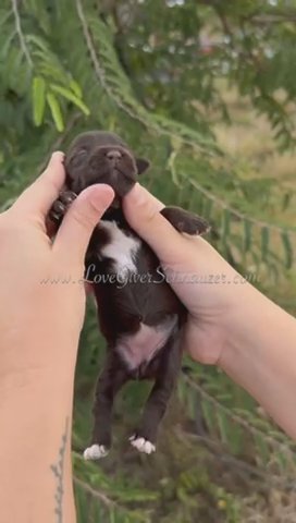AKC LIVER FEMALE MINI SCHNAUZER in Sebring, Florida