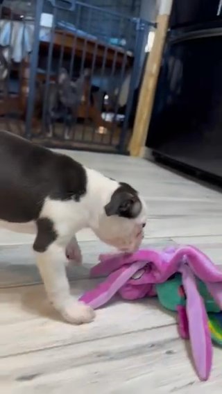 Boston Terrier Puppy in Macon, Georgia