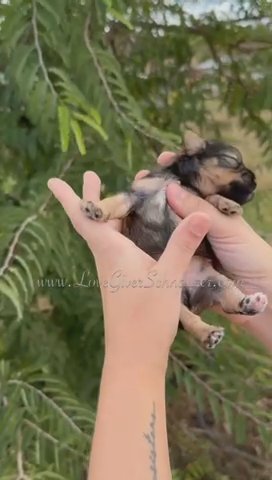 AKC SABLE BOY MINI SCHNAUZER in Sebring, Florida