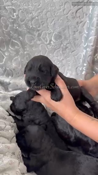 AKC GIANT SCHNAUZER FEMALE in Sebring, Florida