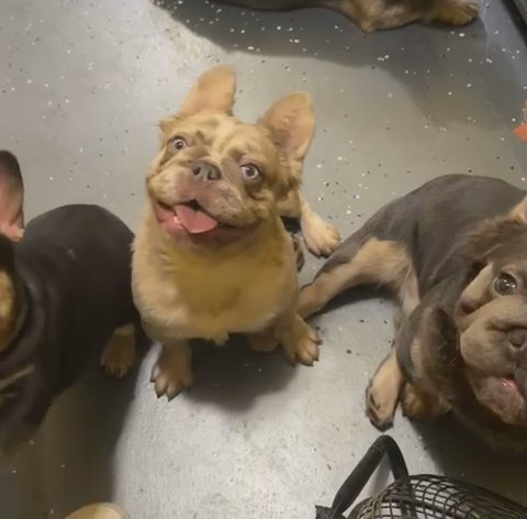 French Bulldog Fluffy Male in Orlando, Florida