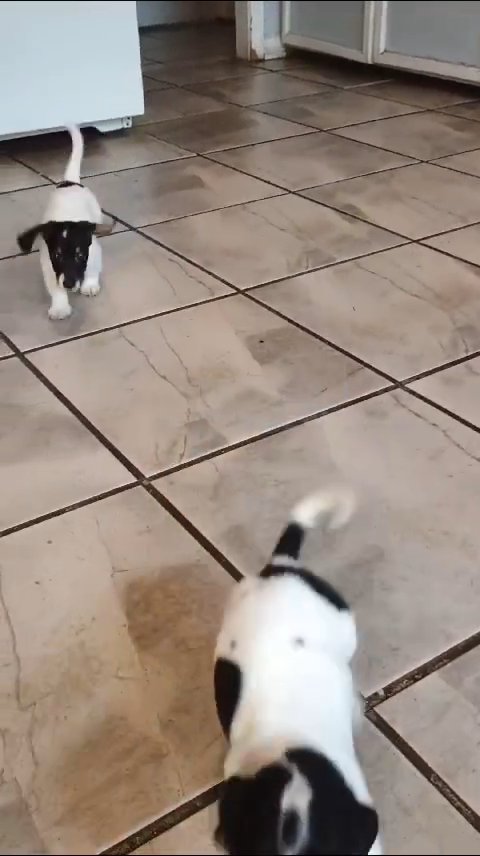 Dachsund Mix Puppies in Modesto, California