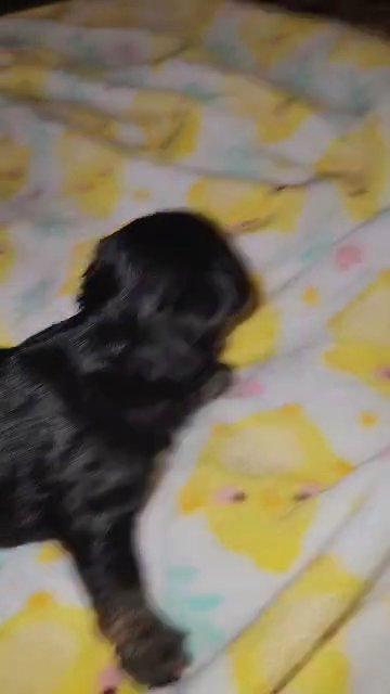 Morkie girl in Aiken, South Carolina