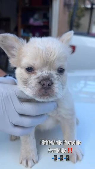 French Bulldog in Beaumont, California
