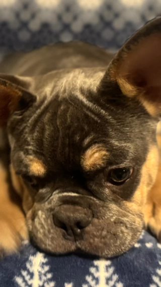 French Bulldog in Conway, New Hampshire