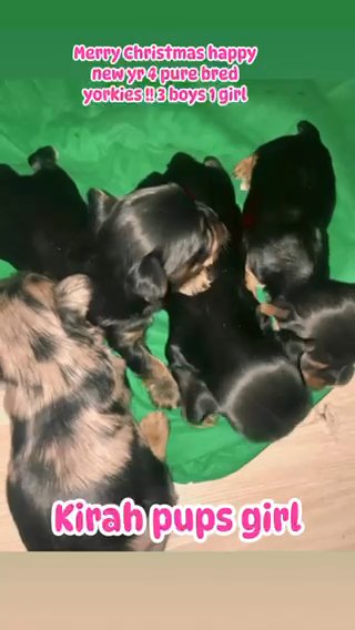 Yorkies Tradtional Yorkies in Albany, New York