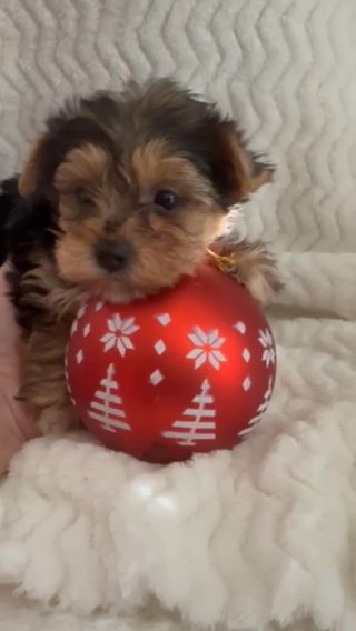 AKC Female Yorkshire terrier traditional In Lexington NC in Lexington, North Carolina