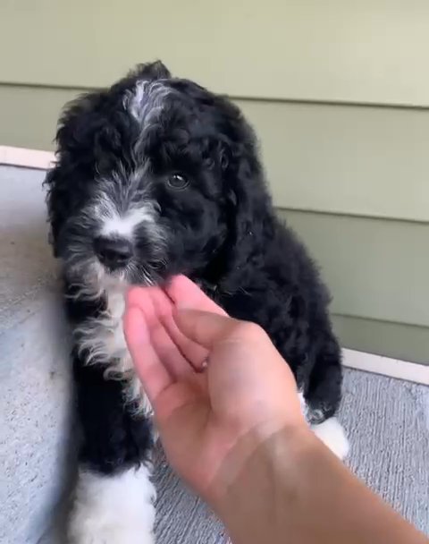 HomeRaisedDennollie The BERNER DOODLE puppy. in Philadelphia, Pennsylvania