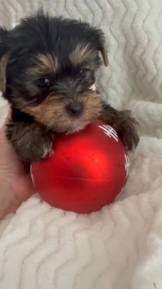 AKC Male Yorkshire Terrier In NC in Lexington, North Carolina