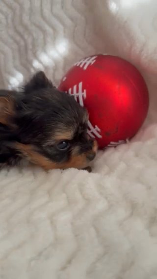 AKC Male Yorkshire Terrier In NC in Lexington, North Carolina