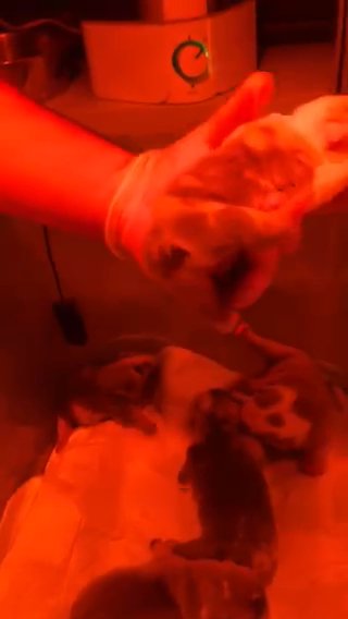 English Bulldog Puppies in Los Angeles, California
