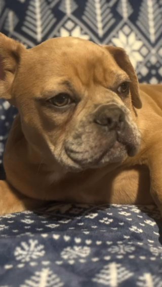 French Bulldog in Conway, New Hampshire