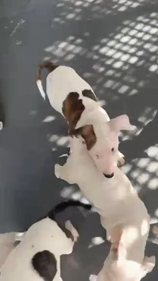 Cheap Bull Terriers Puppies Available in Orlando, Florida