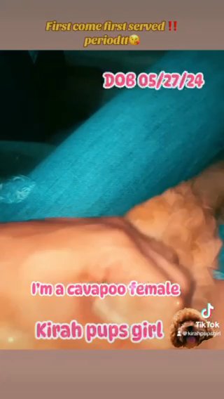 Female Cavapoo Kora in Albany, New York