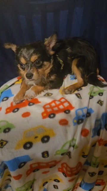 $1000  LONGHAIR CHIHUAHUA BOY 5MONTHS  BROOKLYN  NYC in New York City, New York