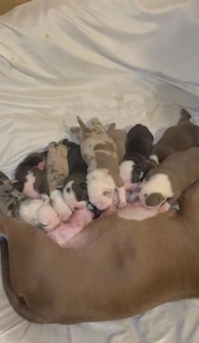 Beautiful Pocket Bullys Ready Soon ???? Abkc Registered   Dont Miss Out Good ?️ ? ? in Fort Worth, Texas