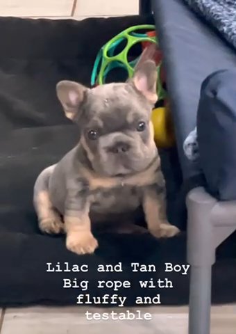 French bulldog male in Houston, Texas