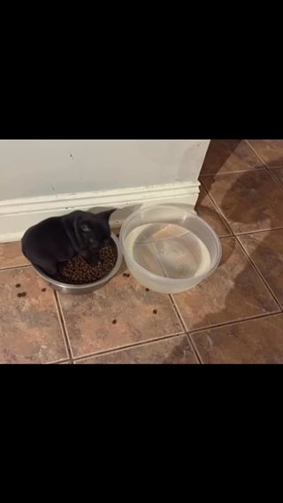 Frenchie in Baton Rouge, Louisiana