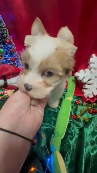 SOLD: Blueberry Yorkie Boy: Blue Eye in Shreveport, Louisiana