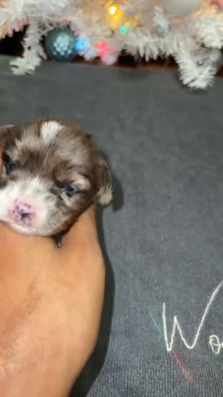 Blueberry Merle Female Yorkie in Sikeston, Missouri