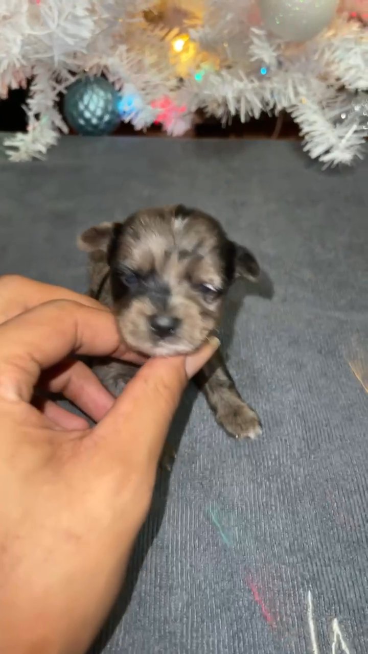 Blue Merle Female Yorkie in Sikeston, Missouri