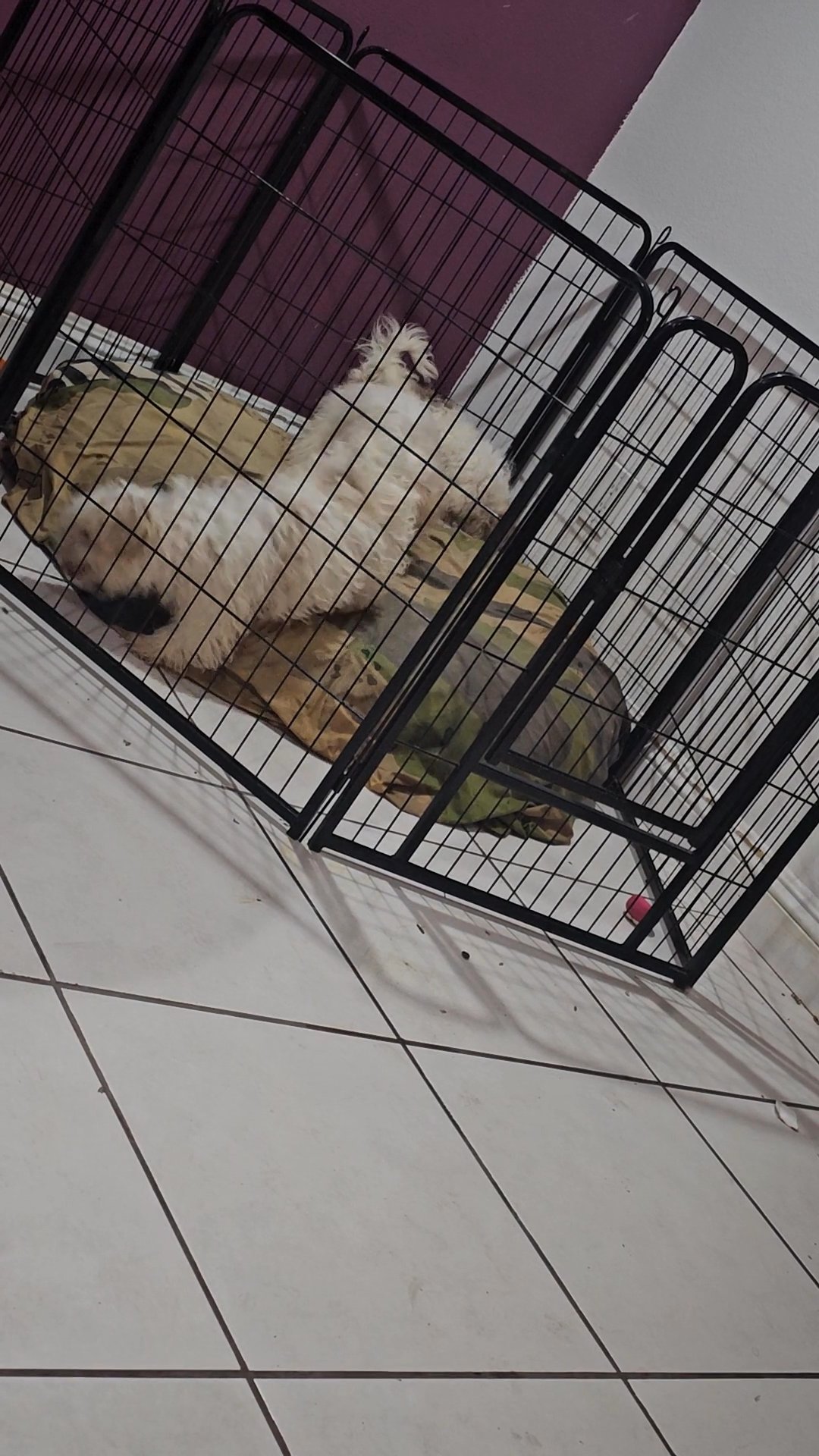 puppies in Temecula, California