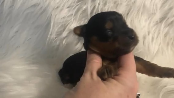 Emory Quality Yorkie Lifetime Health Guarantee in Savannah, Georgia