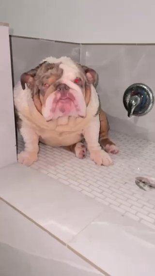 Peluche in Dallas, Texas