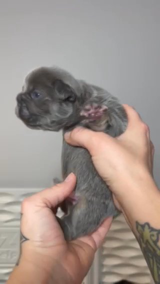 Bluey in Dallas, Texas