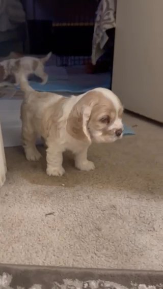 cocker spaniel puppies in Los Angeles, California