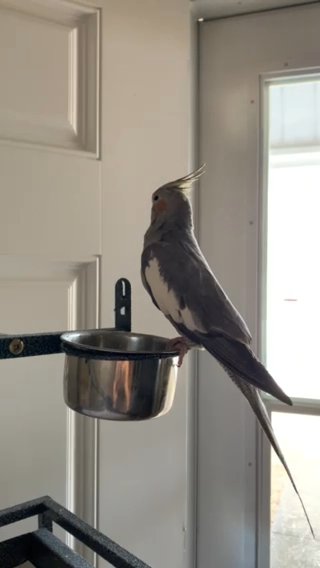 1 Year Old Cockatiel in Wilson, North Carolina