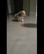 English Bulldog Female in Cleveland, Ohio