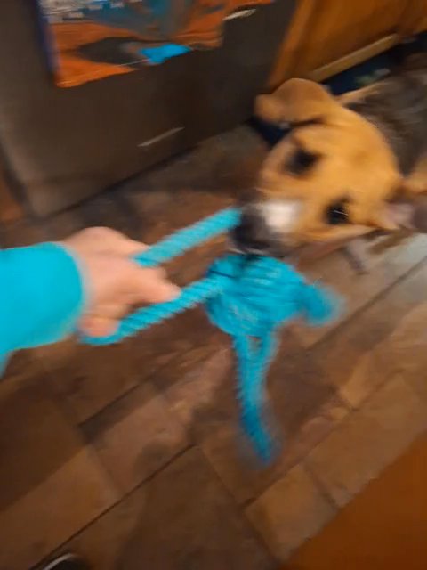 Sadie playing tug in Brigham City, Utah
