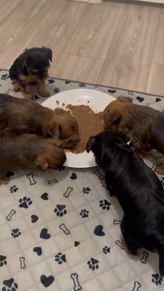 Sable And Traditional Yorkies (sold Out) in Dallas, Georgia