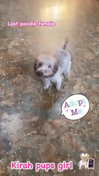Tiny Female Toy Poodle Ready To Go ❤️ in Albany, New York
