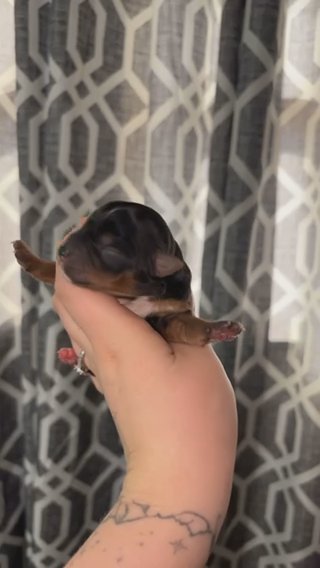 Female Yorkie in Dallas, Texas