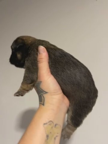Stella Cocoa Sable Full Fluffy Frenchie in Dallas, Texas